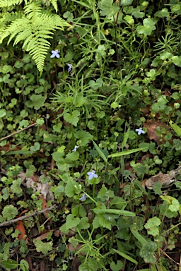 APII jpeg image of Lobelia trigonocaulis  © contact APII