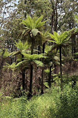 APII jpeg image of Cyathea australis  © contact APII