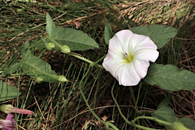 APII jpeg image of Convolvulus arvensis  © contact APII