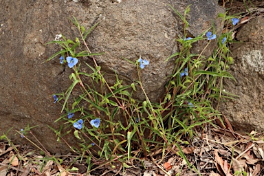 APII jpeg image of Commelina cyanea  © contact APII