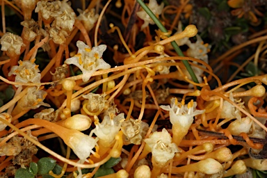 APII jpeg image of Cuscuta tasmanica  © contact APII