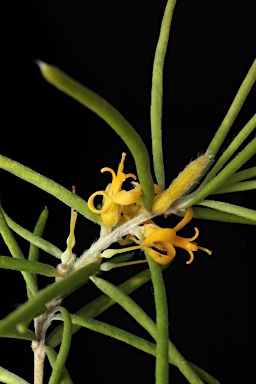 APII jpeg image of Persoonia mollis  © contact APII