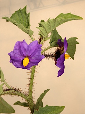 APII jpeg image of Solanum ultraspinosum  © contact APII