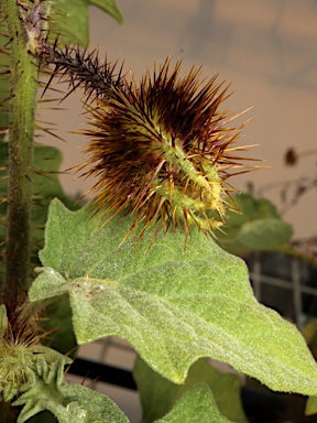 APII jpeg image of Solanum ultraspinosum  © contact APII