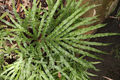 APII jpeg image of Pteris umbrosa  © contact APII