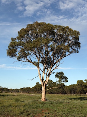 APII jpeg image of Eucalyptus populnea  © contact APII