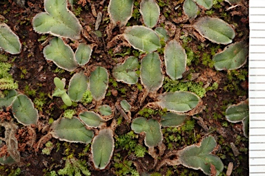 APII jpeg image of Riccia cartilaginosa  © contact APII