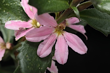 APII jpeg image of Scaevola humilis  © contact APII