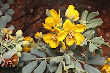 APII jpeg image of Senna artemisioides subsp. oligophylla  © contact APII