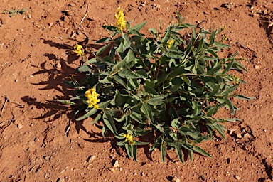 APII jpeg image of Crotalaria novae-hollandiae subsp. lasiophylla  © contact APII