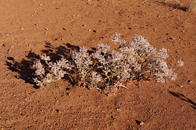 APII jpeg image of Ptilotus sessilifolius  © contact APII