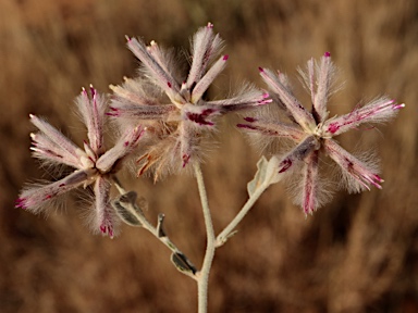 APII jpeg image of Ptilotus sessilifolius  © contact APII