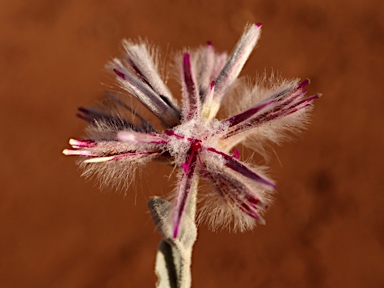 APII jpeg image of Ptilotus sessilifolius  © contact APII