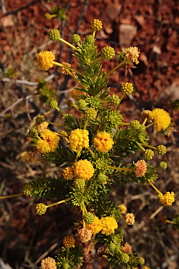 APII jpeg image of Acacia spondylophylla  © contact APII