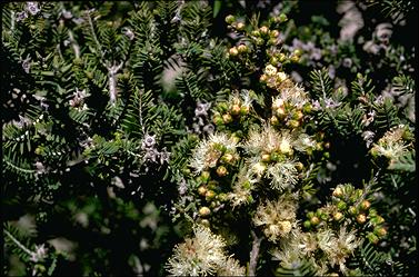 APII jpeg image of Melaleuca cuticularis  © contact APII