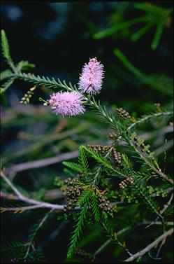 APII jpeg image of Melaleuca decussata  © contact APII