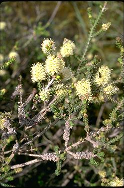 APII jpeg image of Melaleuca densa  © contact APII