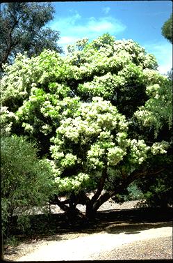 APII jpeg image of Melaleuca linariifolia  © contact APII