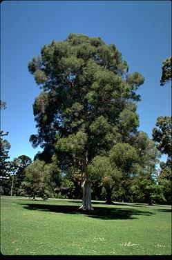 APII jpeg image of Melaleuca stypheloides  © contact APII