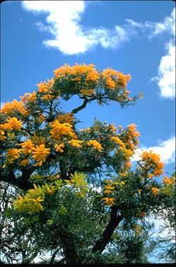 APII jpeg image of Nuytsia floribunda  © contact APII