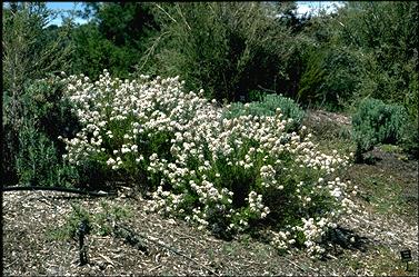 APII jpeg image of Olearia ramulosa  © contact APII