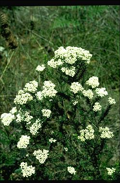 APII jpeg image of Ozothamnus diosmifolius  © contact APII