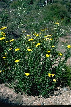 APII jpeg image of Ozothamnus obcordatus  © contact APII