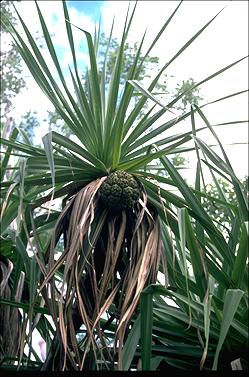 APII jpeg image of Pandanus spiralis  © contact APII