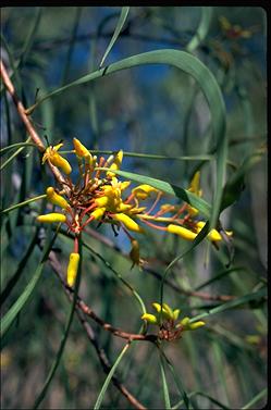 APII jpeg image of Persoonia falcata  © contact APII