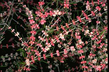 APII jpeg image of Hypocalymma angustifolium  © contact APII