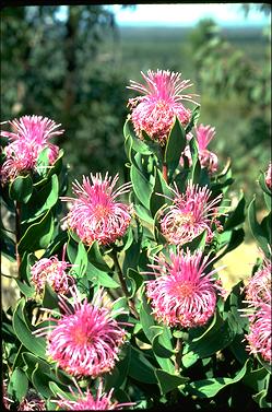 APII jpeg image of Isopogon latifolius  © contact APII