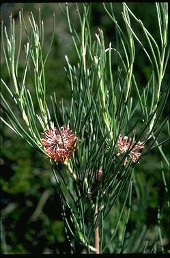 APII jpeg image of Isopogon scabriusculus subsp. stenophyllus  © contact APII