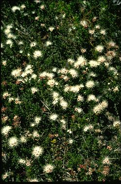 APII jpeg image of Kunzea pomifera  © contact APII