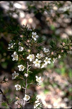 APII jpeg image of Leptospermum arachnoides  © contact APII