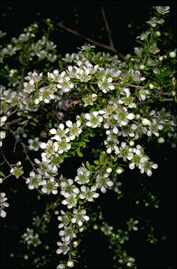 APII jpeg image of Leptospermum polygalifolium subsp. cismontanum  © contact APII