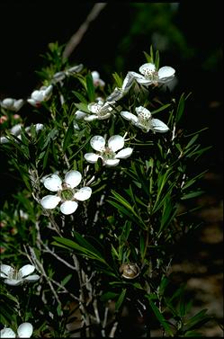 APII jpeg image of Leptospermum variabile  © contact APII