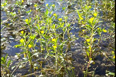 APII jpeg image of Ludwigia peploides  © contact APII