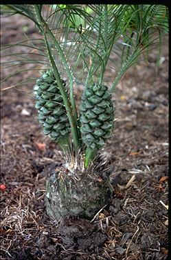 APII jpeg image of Macrozamia pauli-guilielmi  © contact APII