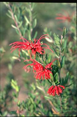 APII jpeg image of Grevillea speciosa  © contact APII