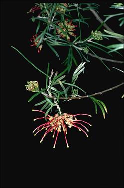 APII jpeg image of Grevillea 'Sid Reynolds'  © contact APII