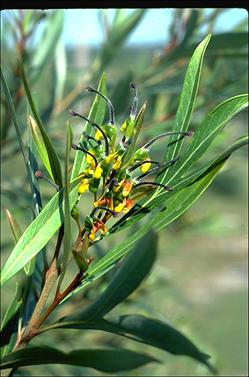 APII jpeg image of Grevillea venusta  © contact APII