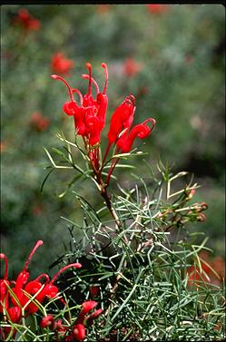 APII jpeg image of Grevillea wilsonii  © contact APII