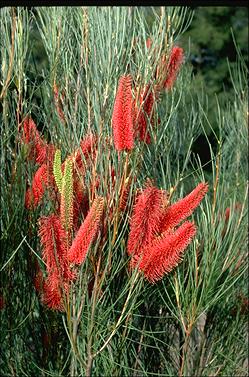 APII jpeg image of Hakea bucculenta  © contact APII