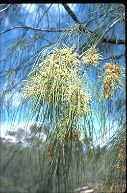 APII jpeg image of Hakea lorea  © contact APII