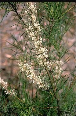 APII jpeg image of Hakea teretifolia  © contact APII