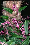 Hardenbergia violacea 'Happy Wanderer'