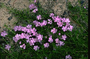 APII jpeg image of Hemiandra pungens  © contact APII