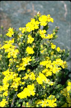 APII jpeg image of Hibbertia calycina  © contact APII