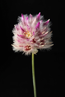 APII jpeg image of Ptilotus schwartzii var. schwartzii  © contact APII