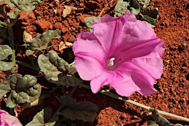 APII jpeg image of Ipomoea muelleri  © contact APII